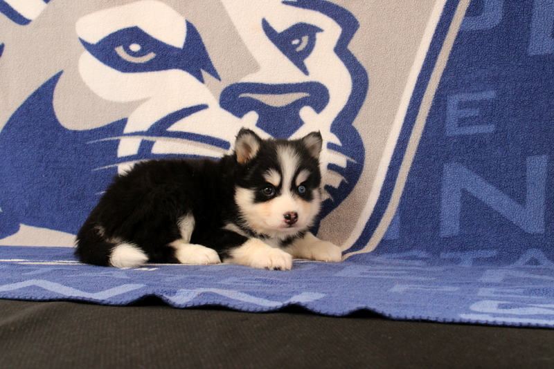 puppy, for, sale, Pomsky, Matthew B. Stoltzfus, dog, breeder, Gap, PA, dog-breeder, puppy-for-sale, forsale, nearby, find, puppyfind, locator, puppylocator, aca